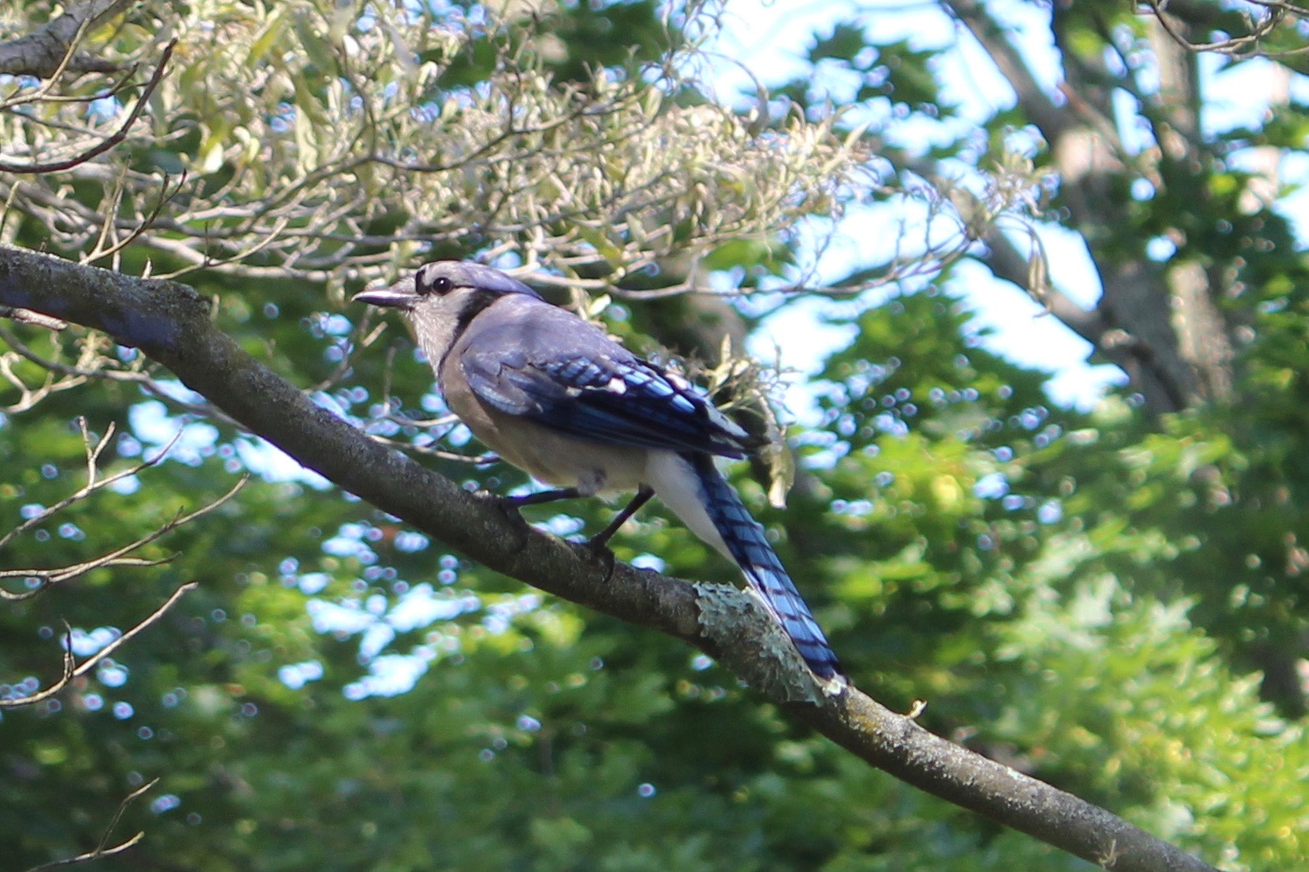Blue Jay